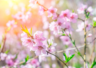 Peach trees with a flowering tree and solar flares. Sunny day. Spring flowers. Beautiful garden. Abstract blurred background. In spring