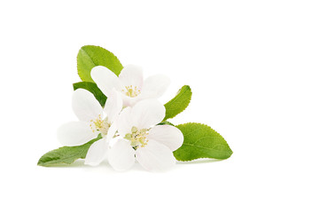 Obraz na płótnie Canvas White apple blossom with green leaves. Isolated on white background
