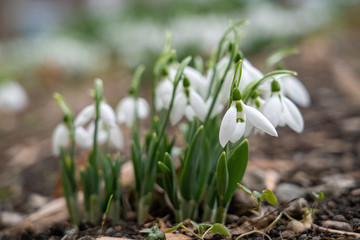 Galanthus, snowdrop flowers. Fresh spring snowdrop flowers.
