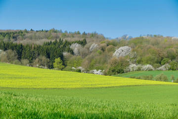 European landscape in spring with blue sky and yellow blooming oil seed