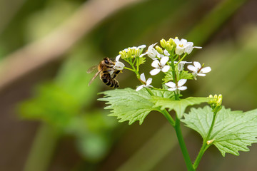 Bee on wild garlic mustard plant (Alliaria petiolata) in blooms