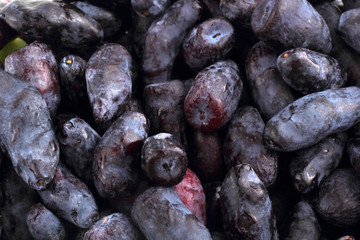 Honeysuckle berries background