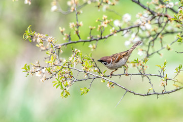 Eurasian tree sparrow (Passer Montanus) sitting sideways on a branch.