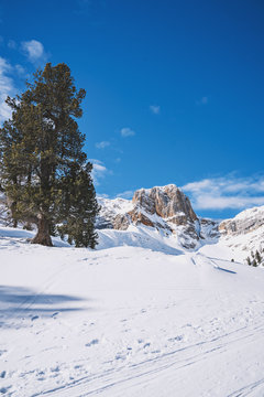 Skitour zur Rossalm in den Dolomiten führt vorbei an einer Zirbe