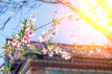 Peach flowers blooming in the garden in spring. Beautiful nature scene with a blooming tree and solar flares.