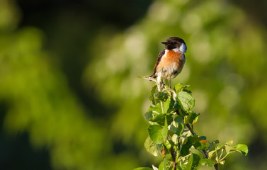 European Stonechat, Saxicola rubicola. In the early morning, a bird sits on top of a young tree