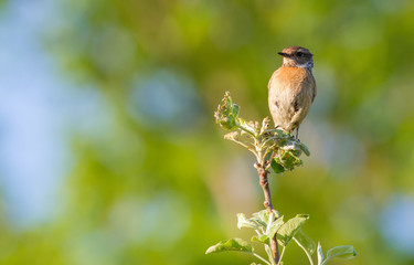 European Stonechat, Saxicola rubicola. In the early morning, a bird sits on top of a young tree