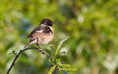 European Stonechat, Saxicola rubicola. In the early morning, a bird sits on top of a young tree