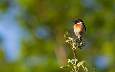 European Stonechat, Saxicola rubicola. In the early morning, a bird sits on top of a young tree