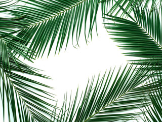 Obraz premium Palm leaves isolated on white background. Tropical leaves top view or flat lay. Tropical background, copy space in center for text or design. Tropical palm leaves,jungle leaf floral pattern background