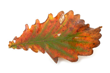 Autumn maple leaf