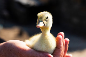 a little dack in woman's hands 