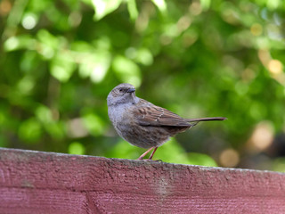 A Dunnock (Prunella modularis)  perched on a garden fence in the early morning light.
