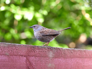 A Dunnock (Prunella modularis)  perched on a garden fence in the early morning light.