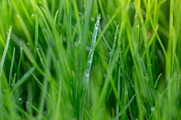 Drops of water on grass after rain