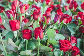 Grand Prix dark red rose bush