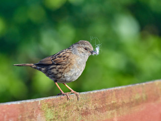 A Dunnock (Prunella modularis)  perched on a garden fence with nesting material in its beak.