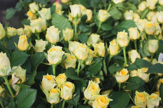 Ilios rose in the flowerbed
