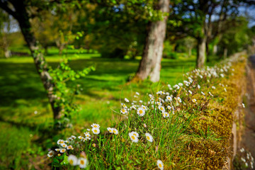 Image of wild daises on the top of a granite wall in the sunshine wth a shallow depth of field and blured background. Selectve Focus