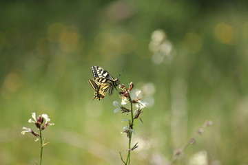Machaon sur fleur de roquette