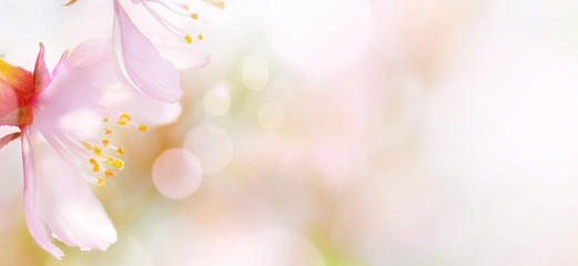 Spring abstract background of Blossoming pink almond flowers close-up. Soft focus, shallow DOF.