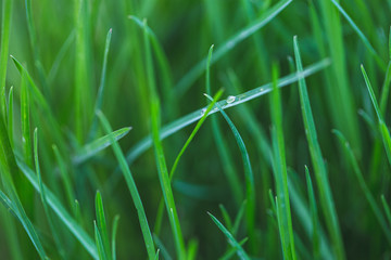 Drops of water on grass after rain