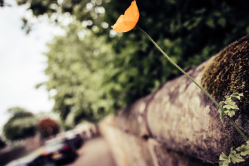 
lone poppy grows in the rock