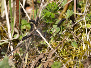 Glanville Fritillary (Melitaea cinxia ) Caterpillars. Approx 15mm long. Probably 5th Instar.