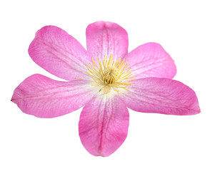 beautiful pink clematis