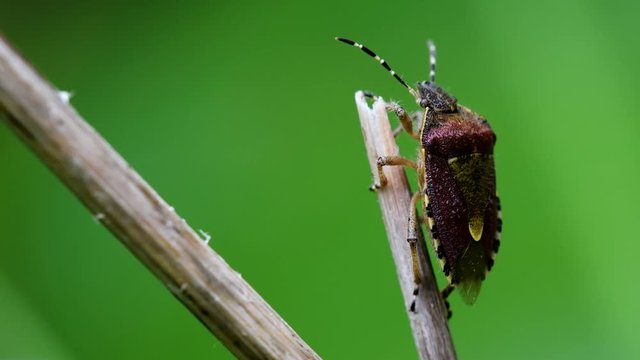 Hairy Shieldbug in his environment. His Latin name is Dolycoris baccarum.