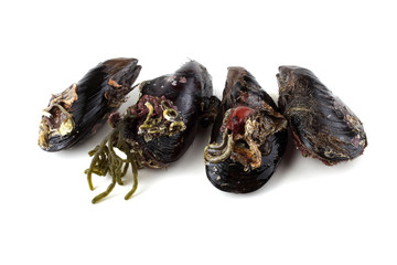 Mussels