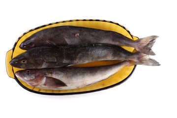 Sea bass