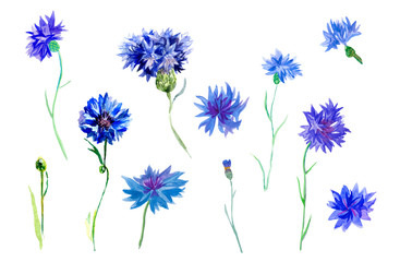 A big set of watercolour blue cornflowers.Clip art botanical field flowers illustrations on a white isolated background Design for cards,textiles,social networks,web,wallpaper,packaging,weddings.
