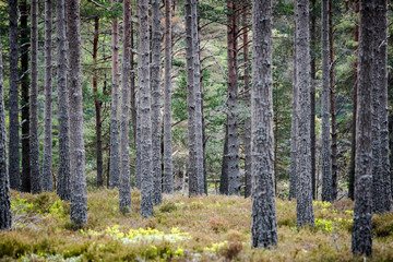 Obraz premium tronchi di albero verticali nella foresta creano un disegno grafico