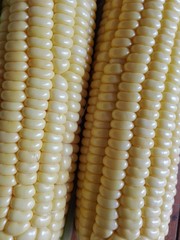 close up of corn
