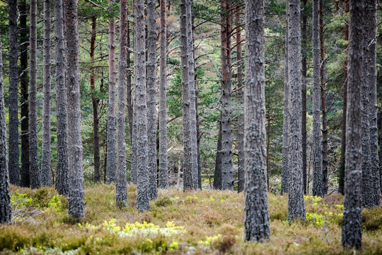 tronchi di albero verticali nella foresta creano un disegno grafico