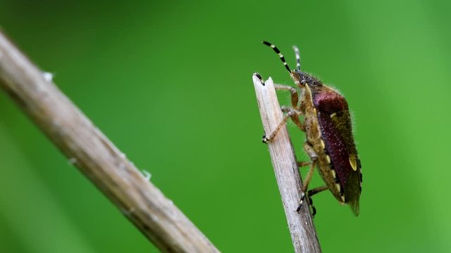Hairy Shieldbug in his environment. His Latin name is Dolycoris baccarum.