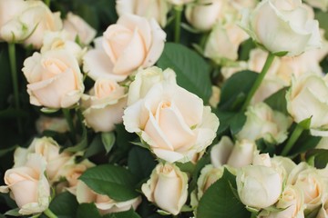 Peach Avalanche Rose Bush Background