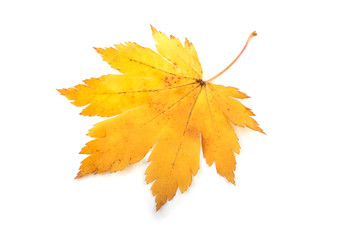 Autumn maple leaf