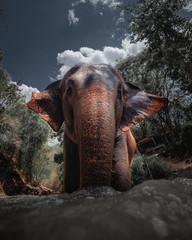 Elefante en la selva de Tailandia