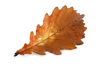 Autumn oak  leaf