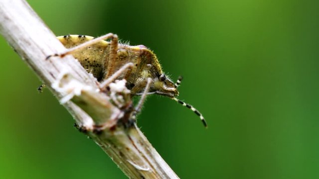 Hairy Shieldbug in his environment. His Latin name is Dolycoris baccarum.
