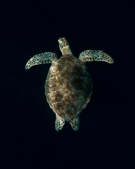 Obraz premium Tortuga en el fondo marino de indonesia