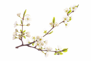 Flowering cherry branch