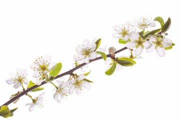 Fototapeta na wymiar Flowering cherry branch