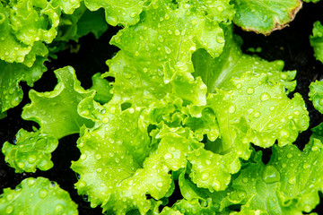 Blonde curly leaf lettuce