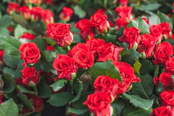 El Toro, Red Mountain Peak, Toro, Uncle Joe rose on a flower bed