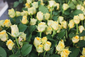 Ilios rose in the flowerbed