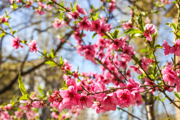 Fototapeta na wymiar Blooming sakura branches