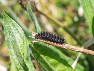 Glanville Fritillary Caterpillars. About 25mm long.